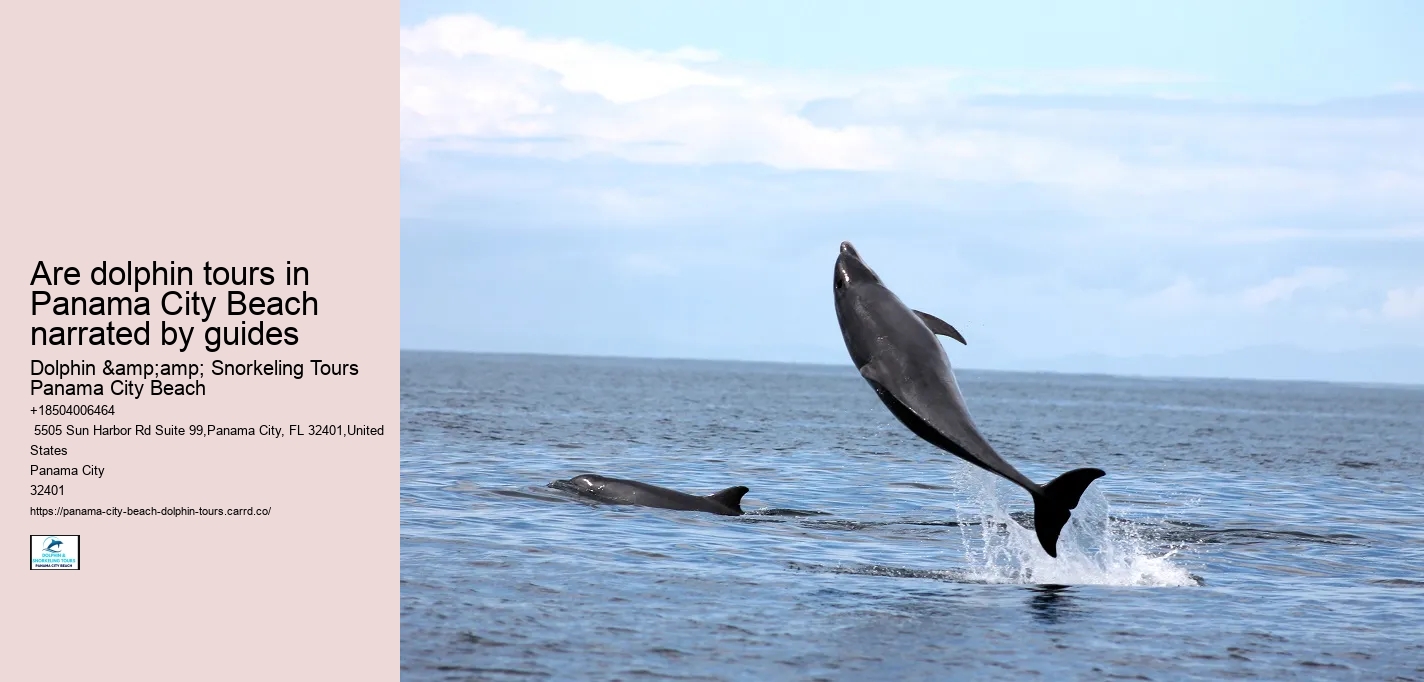 PCB Dolphin Exploration Trips