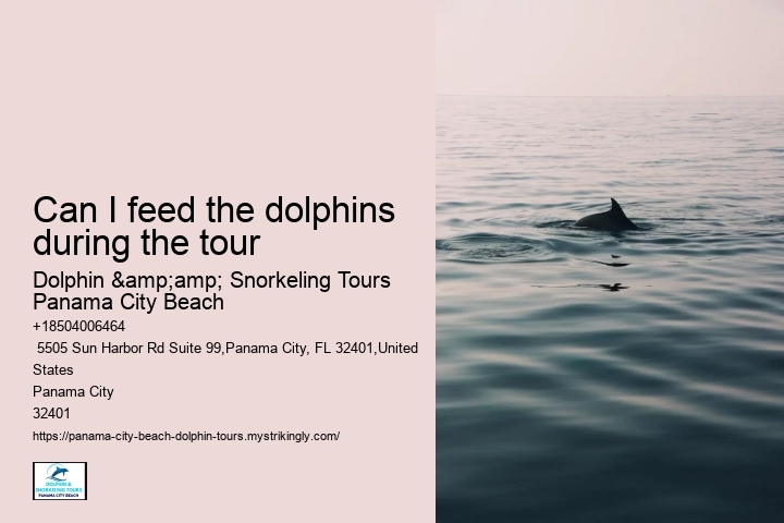 Dolphin encounters at Panama City Beach