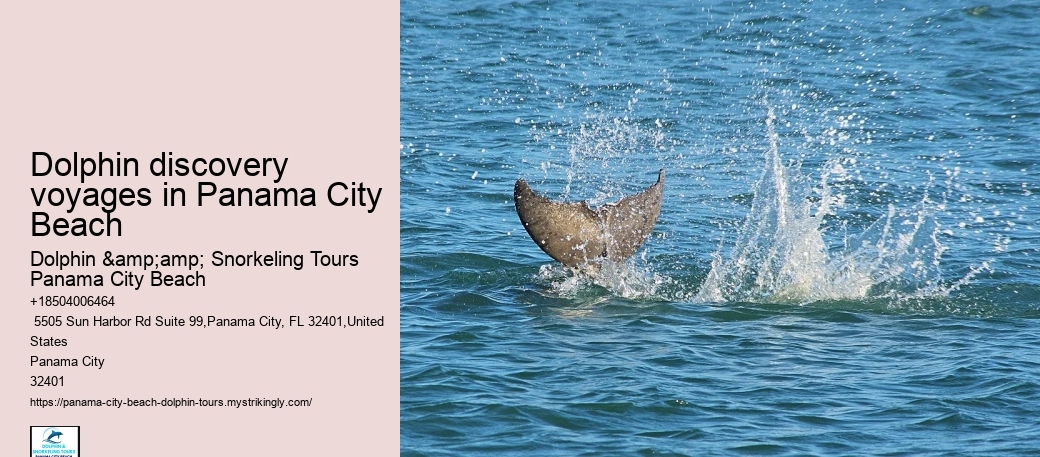 Dolphin discovery voyages in Panama City Beach