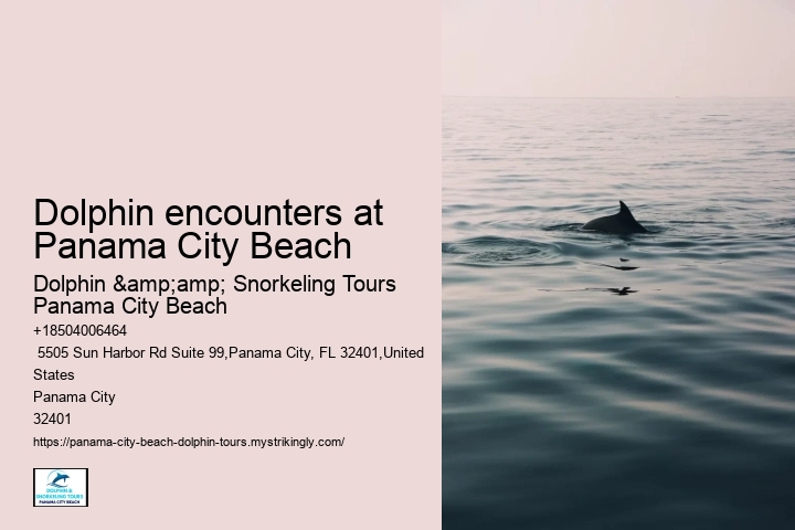 Dolphin Boat Trips PCB