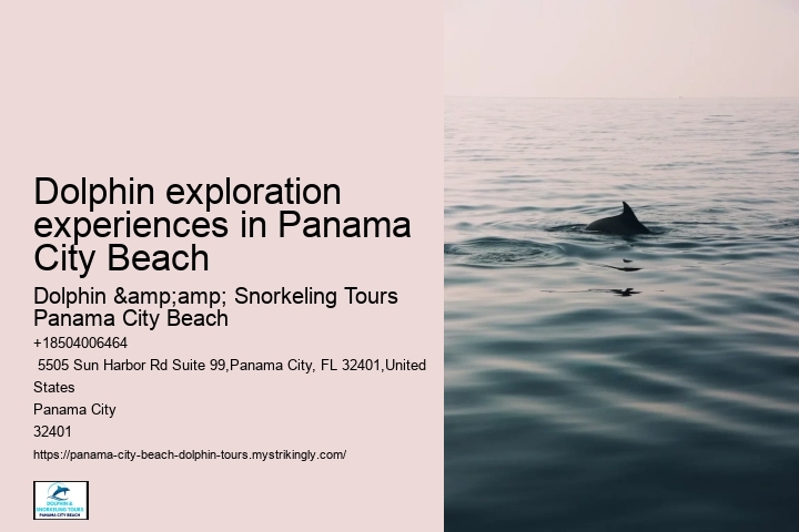 Dolphin exploration experiences in Panama City Beach