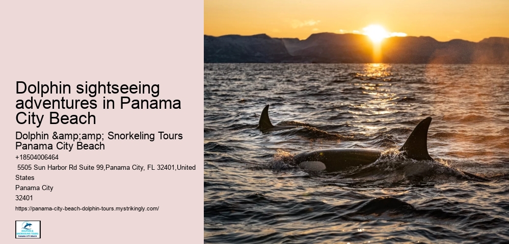 Dolphin sightseeing adventures in Panama City Beach