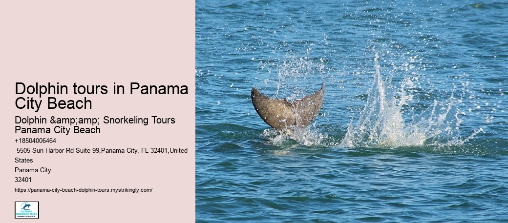 Dolphin tours in Panama City Beach