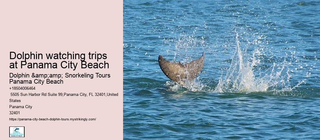 Dolphin watching trips at Panama City Beach