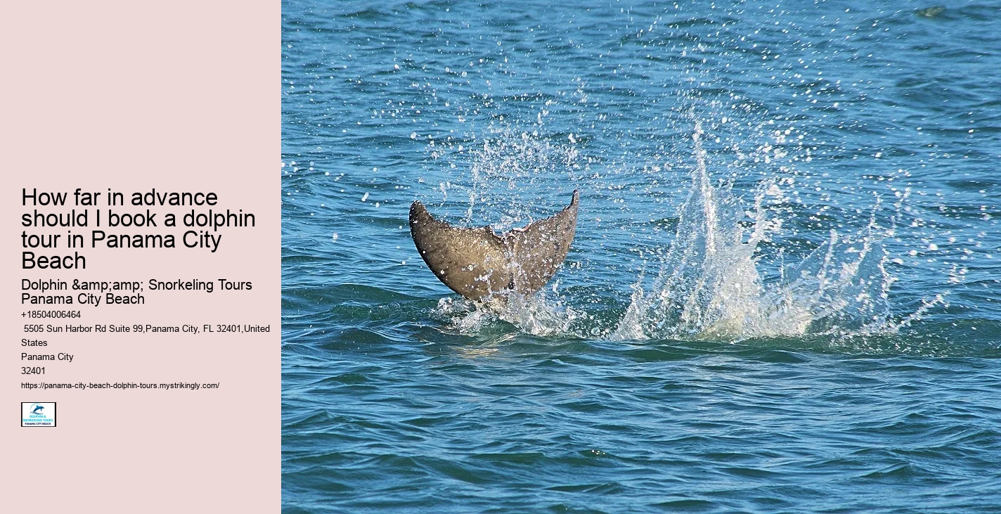 What Is The Best Time Of Day To Go On A Dolphin Tour