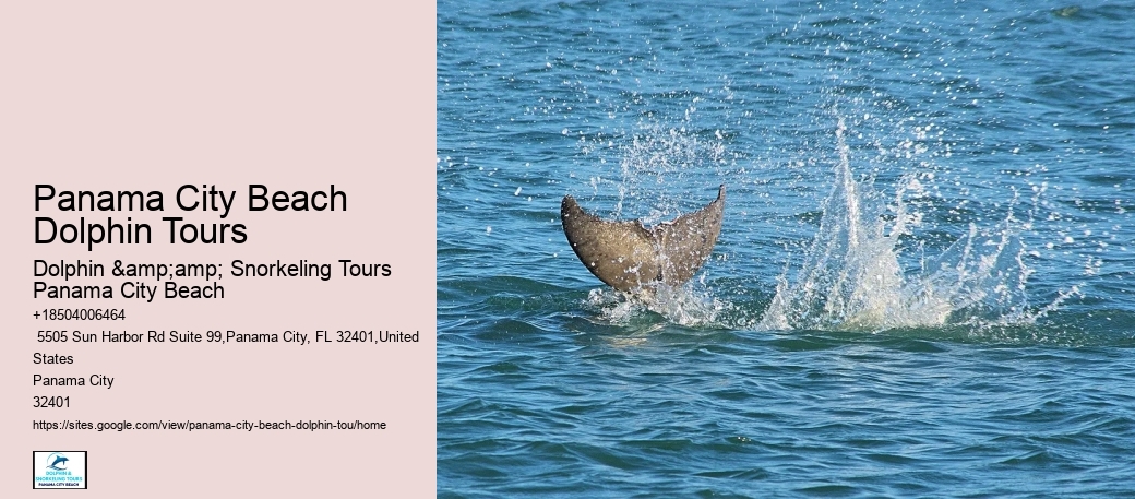 Panama City Beach Dolphin Tours