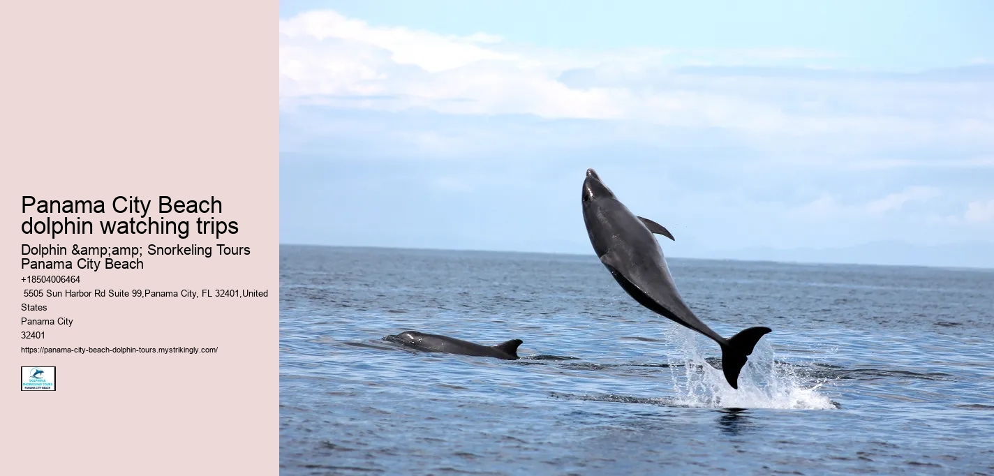 Panama City Beach dolphin watching trips