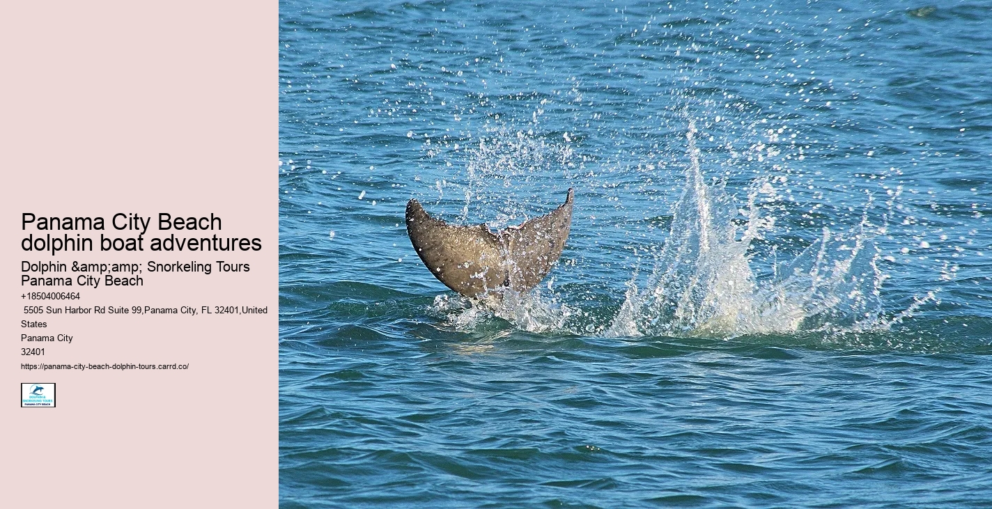 What Should I Bring To Dolphin Cove