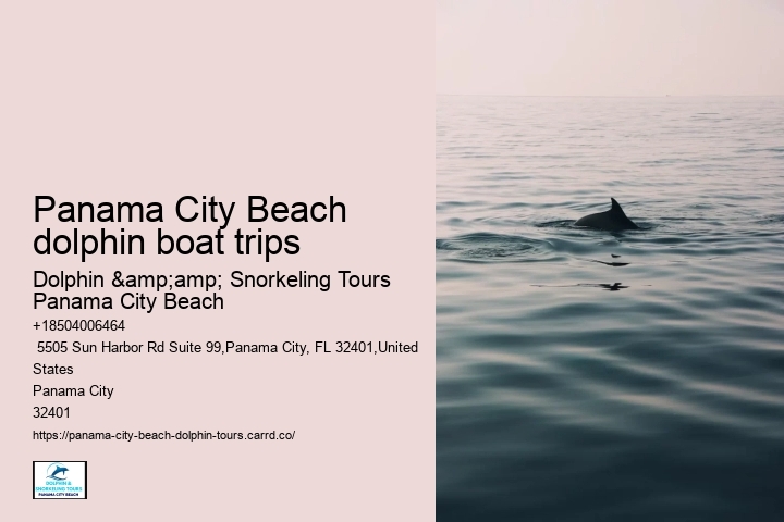Dolphin Tours And Shell Island Panama City Beach
