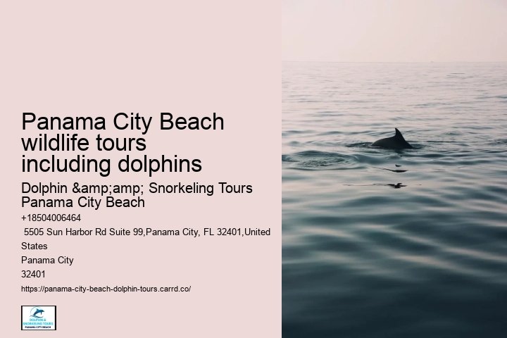 Panama City Beach Dolphin Tours & More Panama City Fl