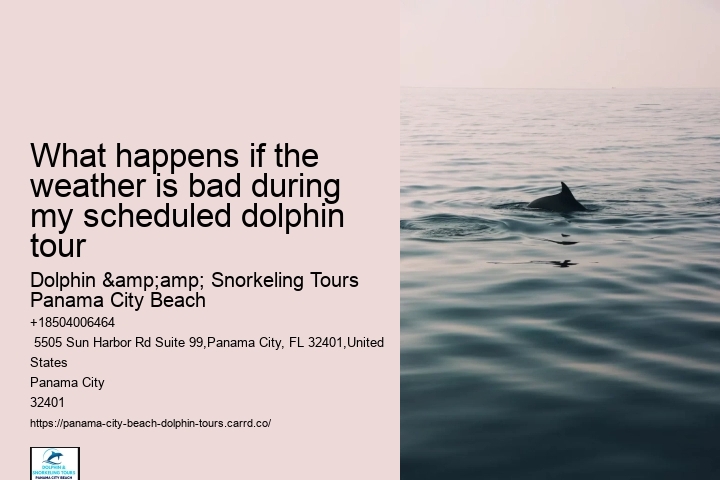 Are Dolphins At Panama City Beach